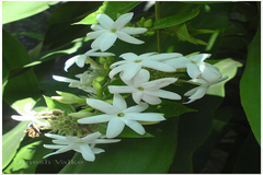 Jasminum auriculatum